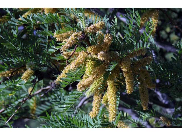 Prosopis pubescens (Screwbean mesquite) #66028