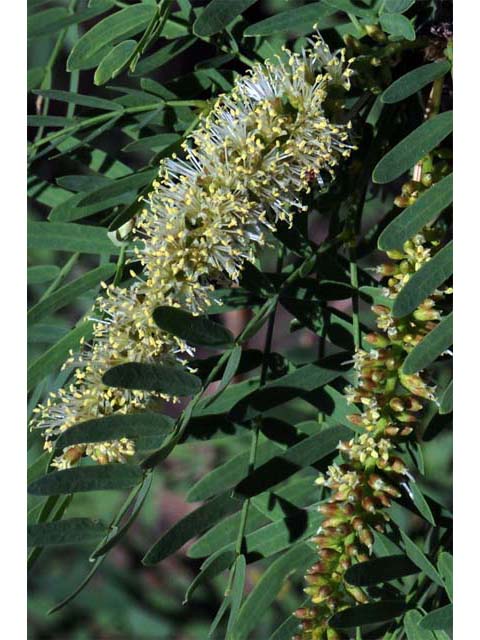 Prosopis pubescens (Screwbean mesquite) #66033