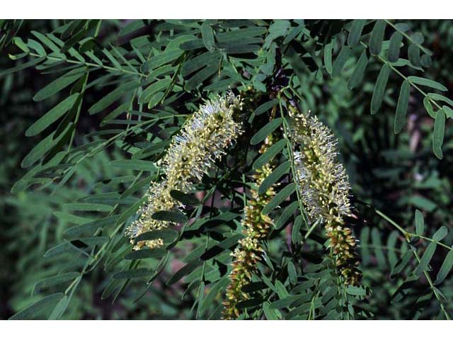 Prosopis pubescens (Screwbean mesquite) #66035