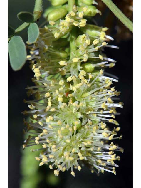 Prosopis pubescens (Screwbean mesquite) #66043