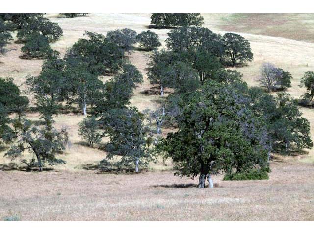 Quercus douglasii (Blue oak) #66053