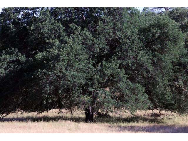 Quercus douglasii (Blue oak) #66061