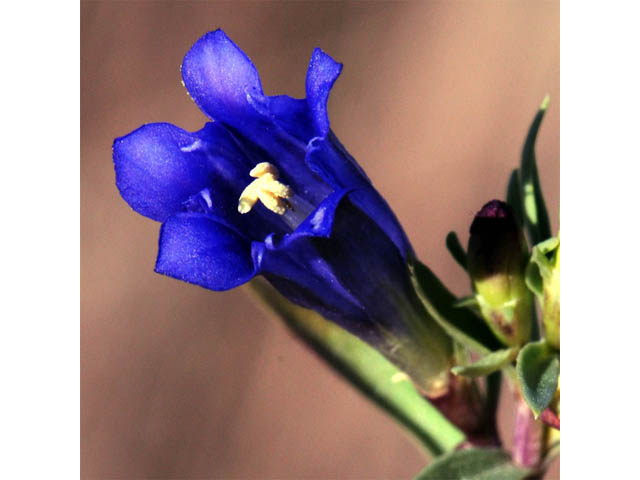 Gentiana affinis (Pleated gentian) #67480