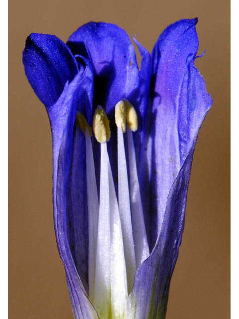 Gentiana affinis (Pleated gentian) #67481