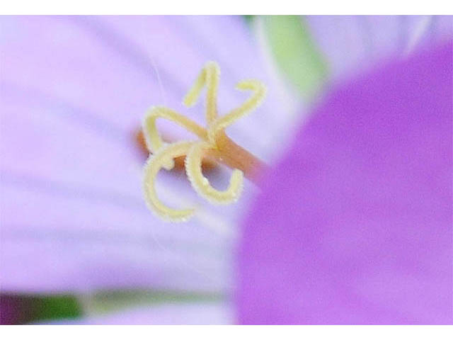 Geranium maculatum (Spotted geranium) #67504
