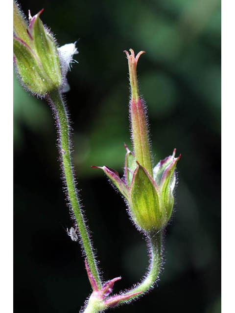 Geranium richardsonii (Richardson's geranium) #67528