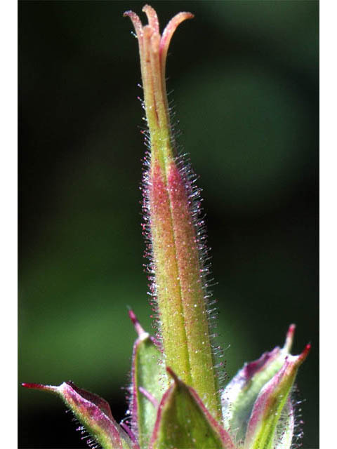 Geranium richardsonii (Richardson's geranium) #67530