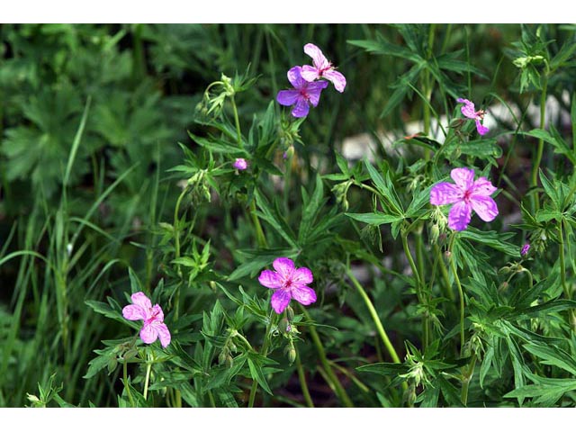 Geranium viscosissimum var. incisum (Sticky purple geranium) #67533