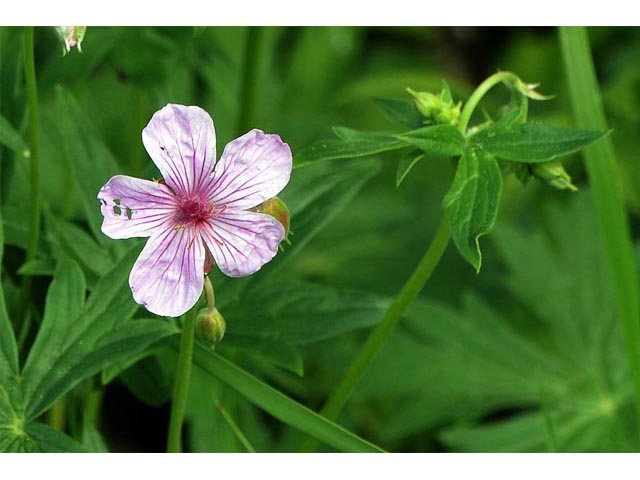 Geranium viscosissimum var. incisum (Sticky purple geranium) #67537