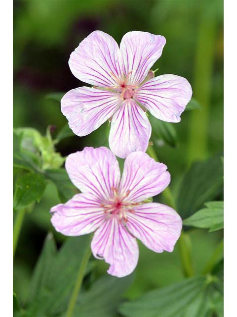 Geranium viscosissimum var. incisum (Sticky purple geranium) #67538