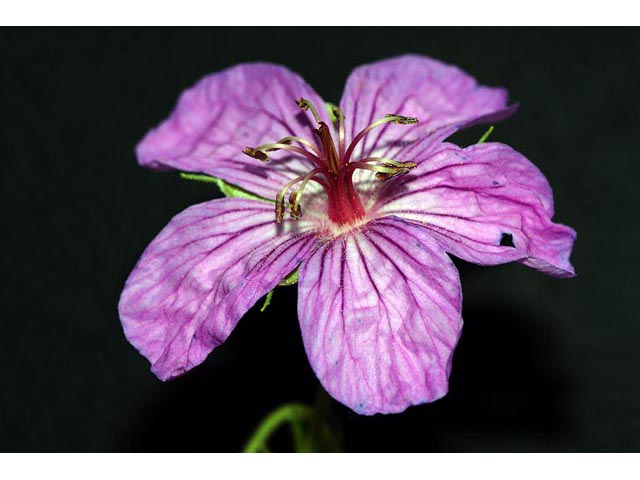 Geranium viscosissimum var. incisum (Sticky purple geranium) #67541
