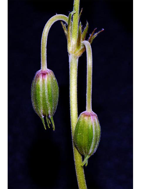 Geranium viscosissimum var. incisum (Sticky purple geranium) #67549