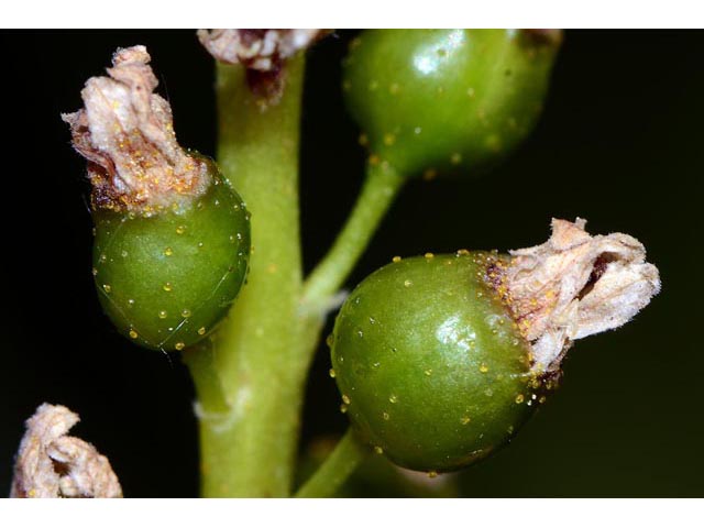 Ribes hudsonianum (Northern black currant) #67638