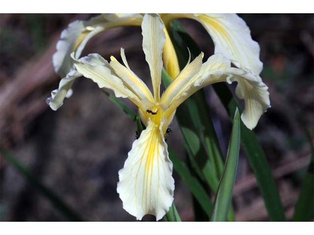 Iris hartwegii ssp. hartwegii (Rainbow iris) #67749