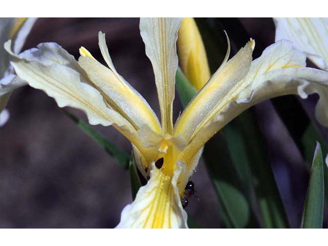 Iris hartwegii ssp. hartwegii (Rainbow iris) #67751