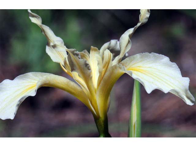 Iris hartwegii ssp. hartwegii (Rainbow iris) #67754
