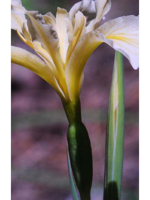Iris hartwegii ssp. hartwegii (Rainbow iris) #67756