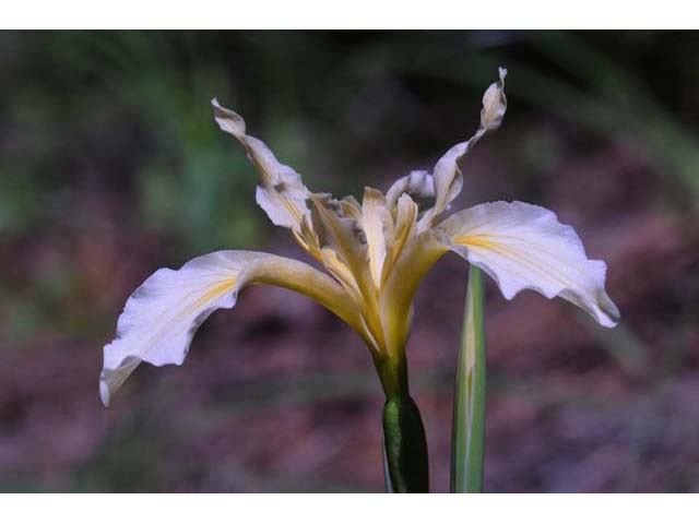 Iris hartwegii ssp. hartwegii (Rainbow iris) #67757