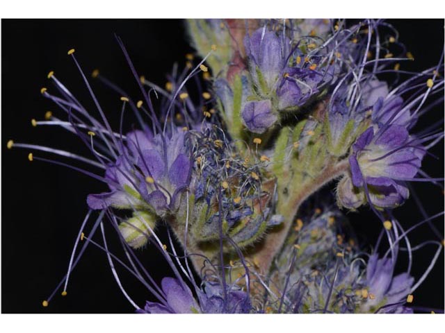 Phacelia sericea ssp. ciliosa (Silky phacelia) #67766