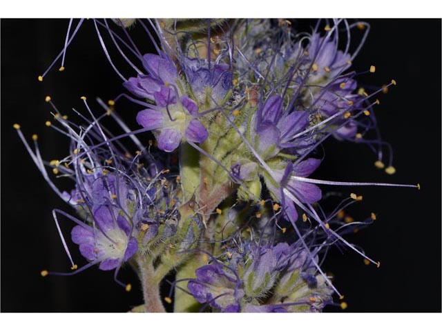 Phacelia sericea ssp. ciliosa (Silky phacelia) #67768