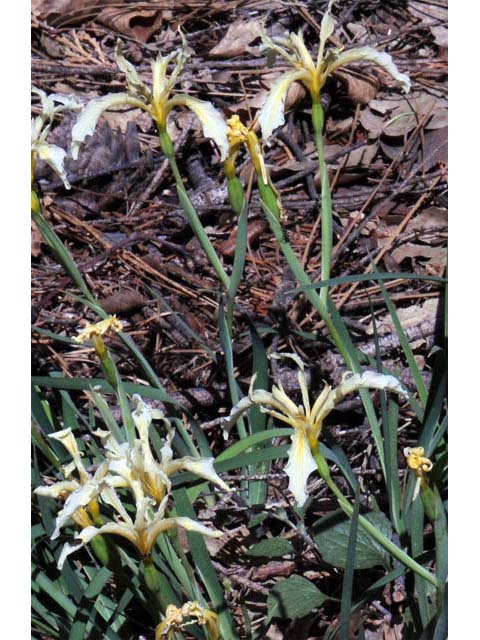 Iris hartwegii (Rainbow iris) #67772