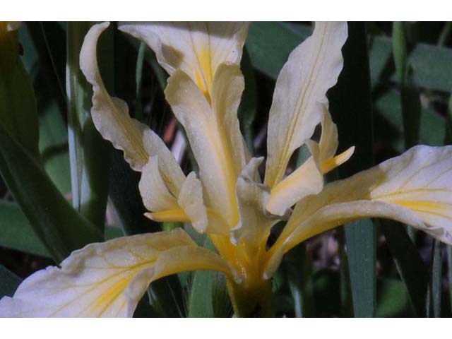 Iris hartwegii (Rainbow iris) #67787