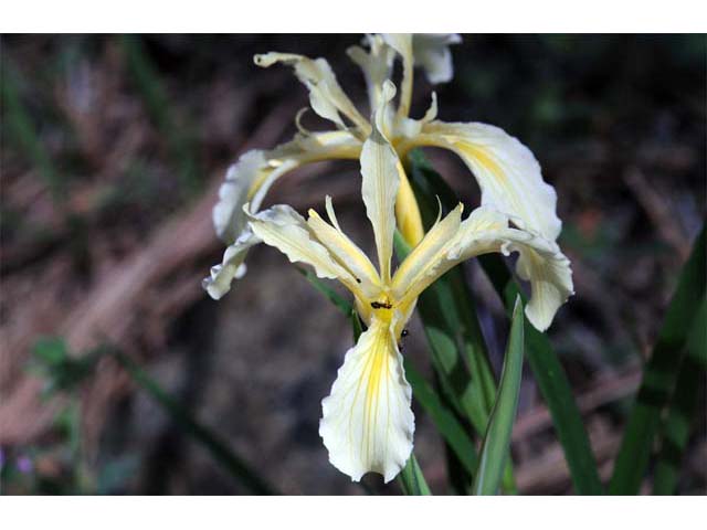 Iris hartwegii (Rainbow iris) #67792