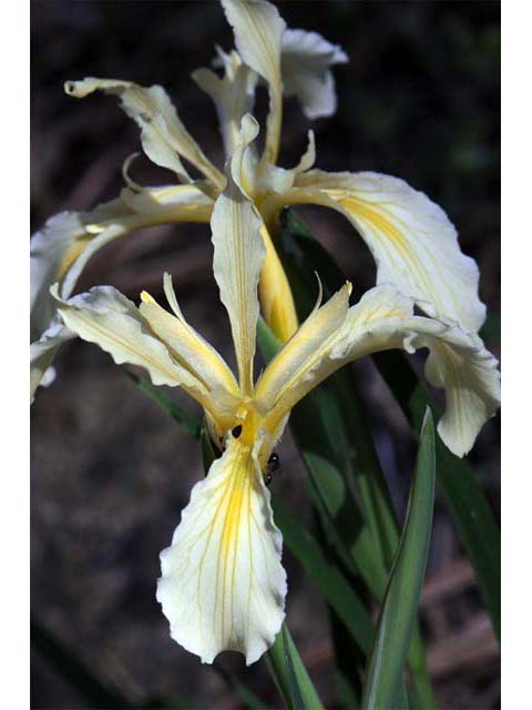 Iris hartwegii (Rainbow iris) #67794