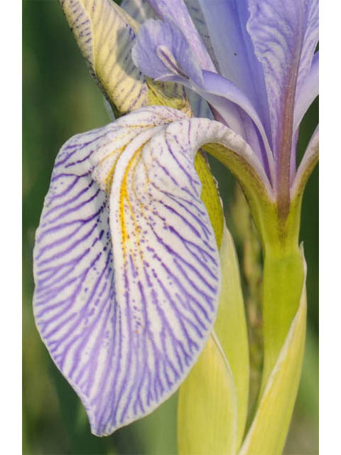 Iris missouriensis (Rocky mountain iris) #67817