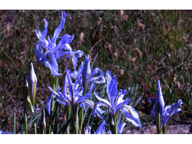 Iris missouriensis (Rocky mountain iris) #67818
