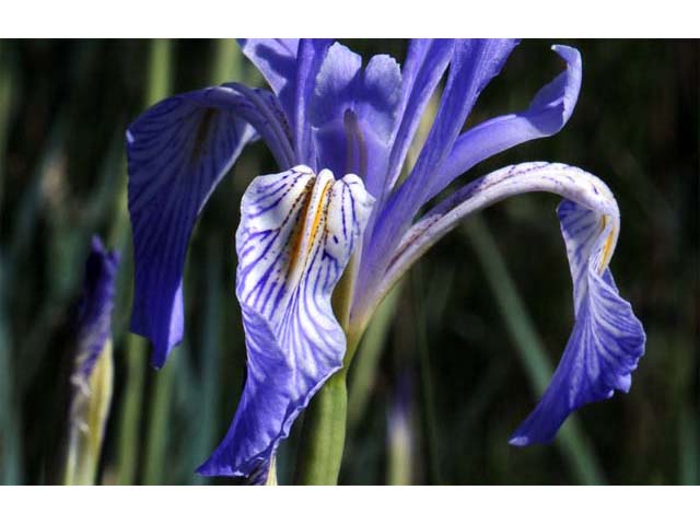Iris missouriensis (Rocky mountain iris) #67821