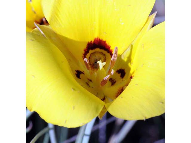 Calochortus aureus (Golden mariposa lily) #68064