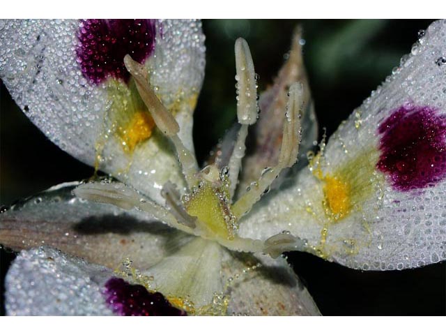 Calochortus eurycarpus (White mariposa lily) #68081