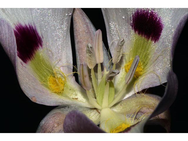 Calochortus eurycarpus (White mariposa lily) #68089