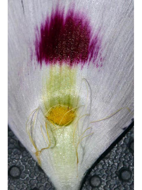 Calochortus eurycarpus (White mariposa lily) #68092