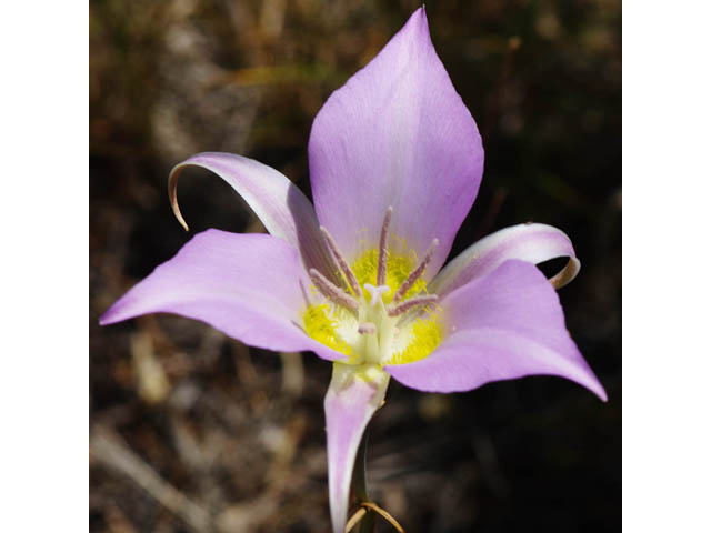 Calochortus macrocarpus (Sagebrush mariposa lily) #68096