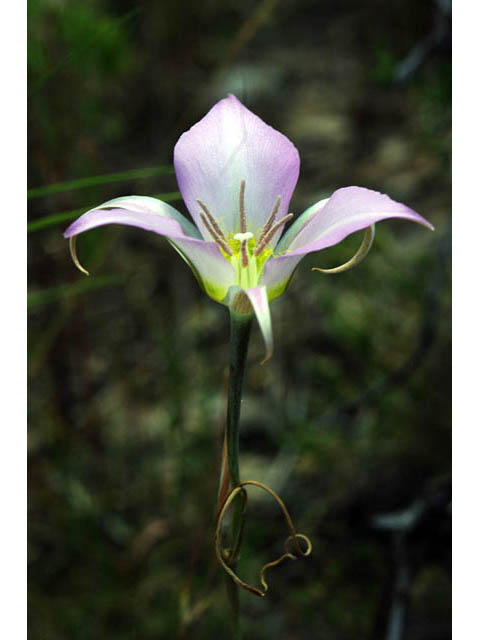 Calochortus macrocarpus (Sagebrush mariposa lily) #68105