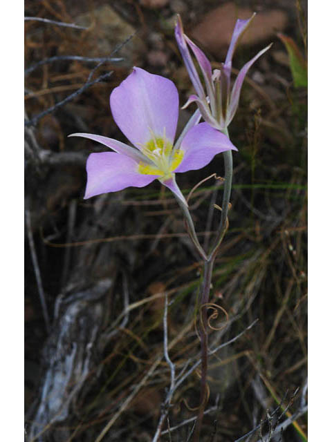 Calochortus macrocarpus (Sagebrush mariposa lily) #68108