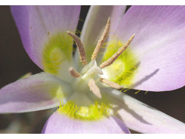 Calochortus macrocarpus (Sagebrush mariposa lily) #68117