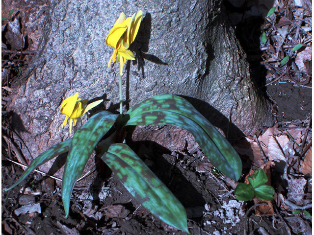 Erythronium americanum (Yellow trout-lily) #69017