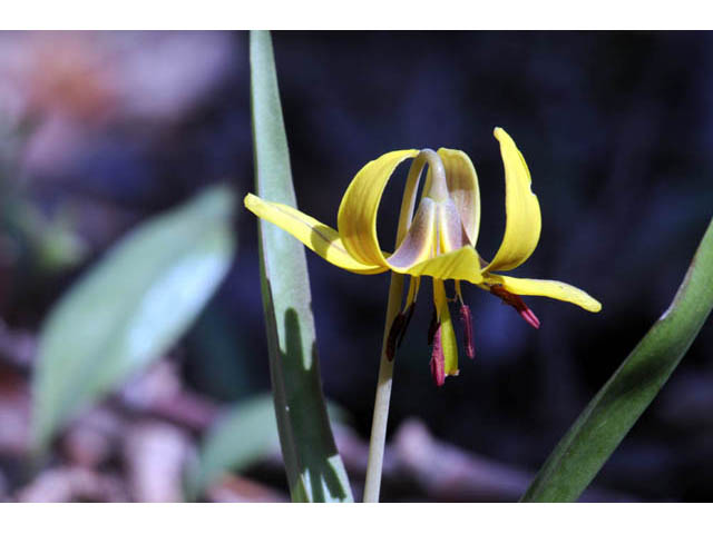 Erythronium americanum (Yellow trout-lily) #69029