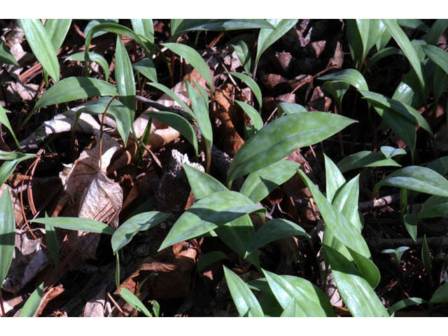Erythronium americanum (Yellow trout-lily) #69042