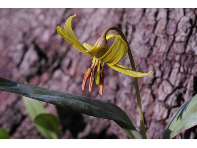 Erythronium americanum (Yellow trout-lily) #69043