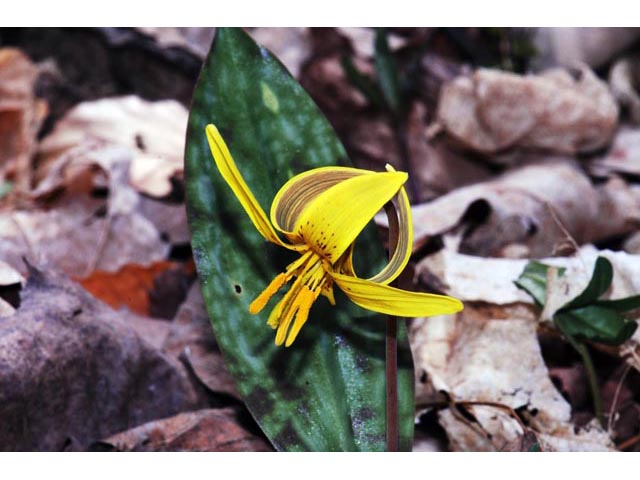 Erythronium americanum (Yellow trout-lily) #69051