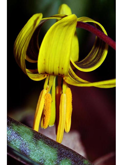 Erythronium americanum (Yellow trout-lily) #69057