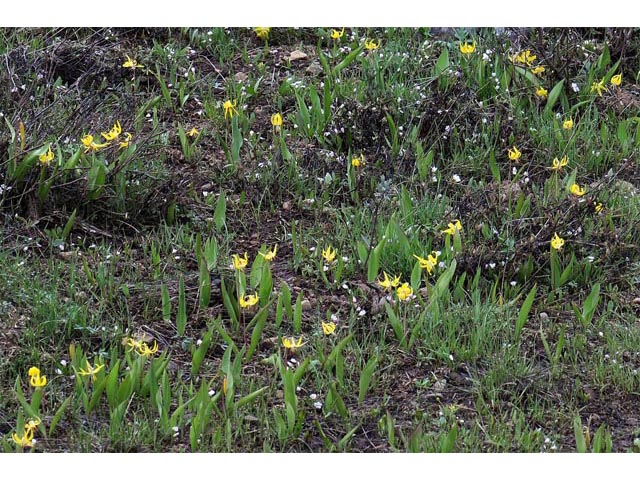 Erythronium grandiflorum ssp. grandiflorum (Yellow avalanche lily) #69070
