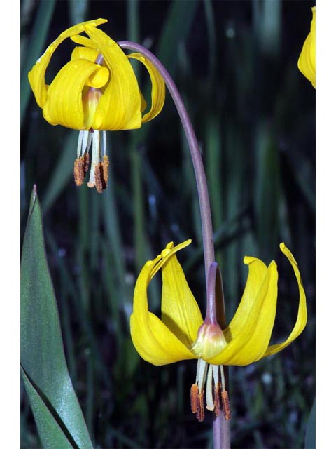 Erythronium grandiflorum ssp. grandiflorum (Yellow avalanche lily) #69076