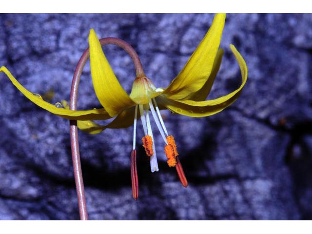 Erythronium grandiflorum ssp. grandiflorum (Yellow avalanche lily) #69078