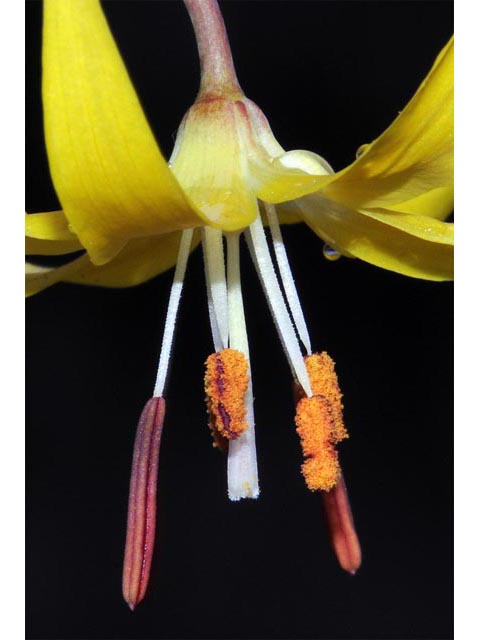 Erythronium grandiflorum ssp. grandiflorum (Yellow avalanche lily) #69081