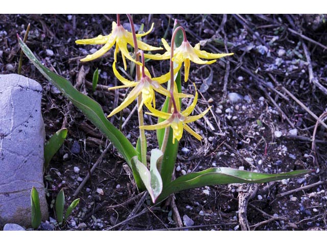 Erythronium grandiflorum ssp. grandiflorum (Yellow avalanche lily) #69090